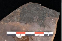 Foto (Detailsansicht) von Quercus palaeoilex Ettingshausen (NHMW-GEO-2024-0188-0774)